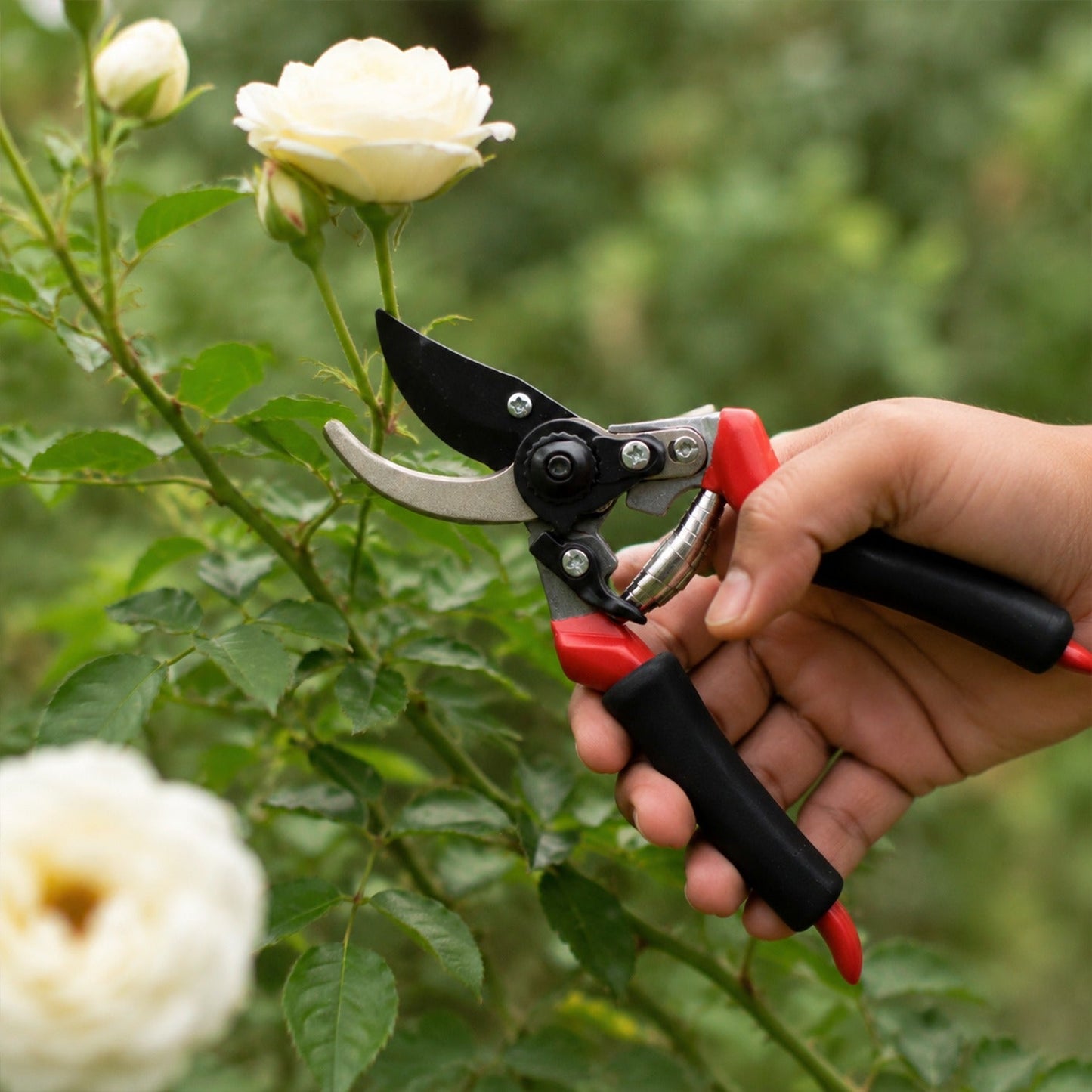 Garden Shear Stainless Steel 21 Cm Bypass Pruner